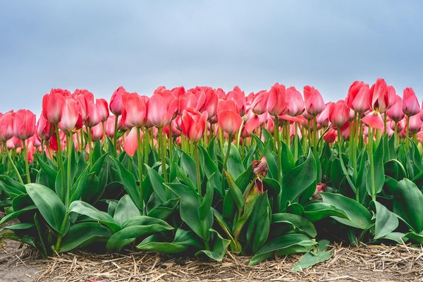 Comment le design biophilique améliore-t-il notre qualité de vie à domicile ?